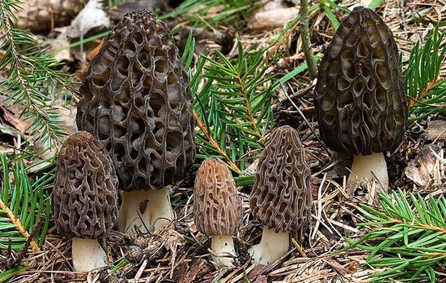 J - 21: Un bon plan pour les meilleures morilles